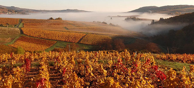 new date 20 October - Loire to Rhone via Burgundy & Bordeaux wine dinner